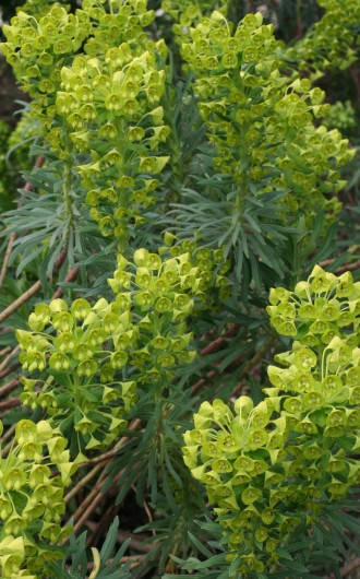 Euphorbia characias...