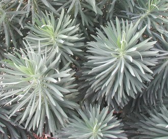 Euphorbia charac....