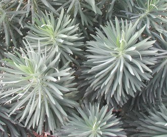 Euphorbia charac. sub.charac. 'Humpty Dumpty'
