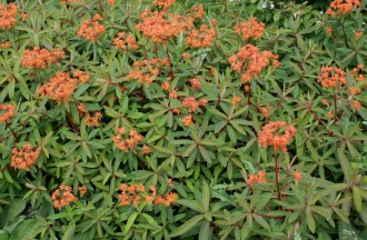 Euphorbia griffithii 'Fern Cottage'