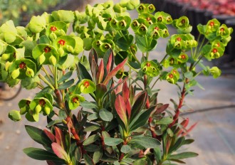 Euphorbia × pseudovirgata 'Redwing'