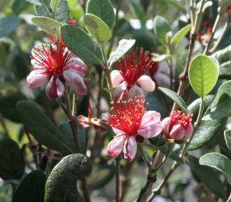 Feijoa sellowiana