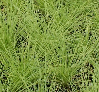 Festuca glauca 'Golden Toupee'