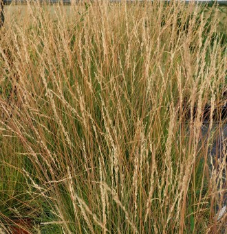 Festuca glauca 'Sunrise'