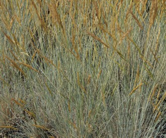 Festuca idahoensis 'Sishyou Blue'