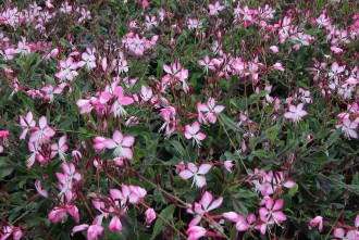 Hydrangea arborescens 'Pink...