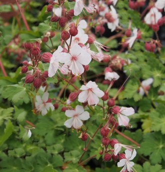 Geranium macrorrhizum 'Spessart'