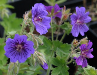 Geranium x magnificum 'Rosemoor'