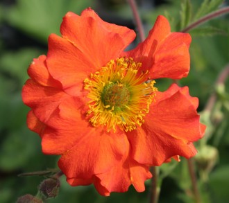 Geum  'Dolly North'